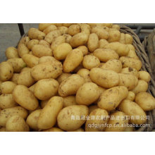 Patata fresca de nueva cosecha de calidad superior (150 g en adelante)